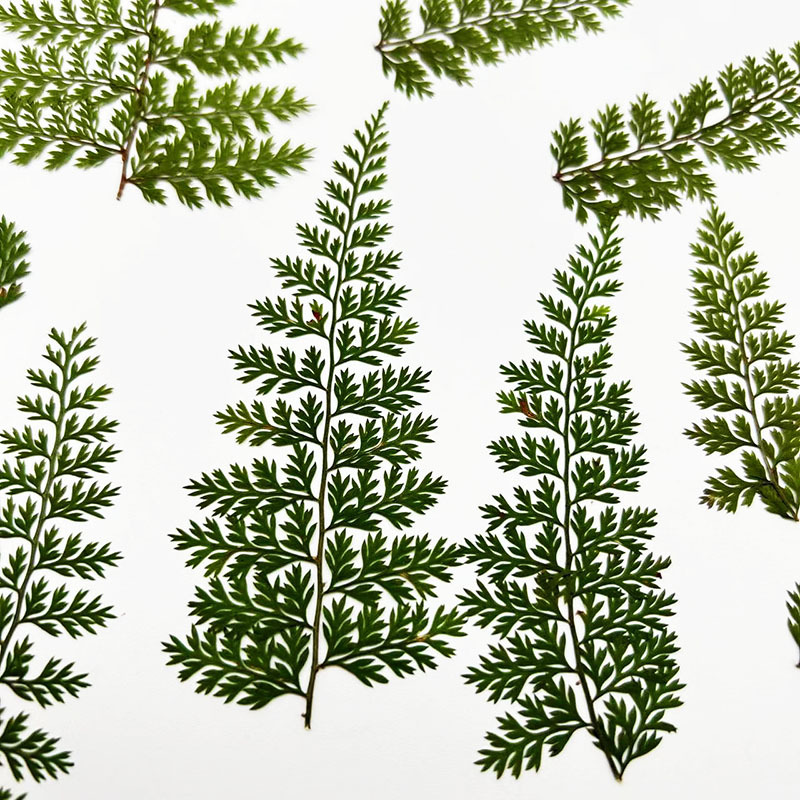 100Pcs Natural Rain Fern Leaf  - огляд і ціна Resin Craft Ideas
